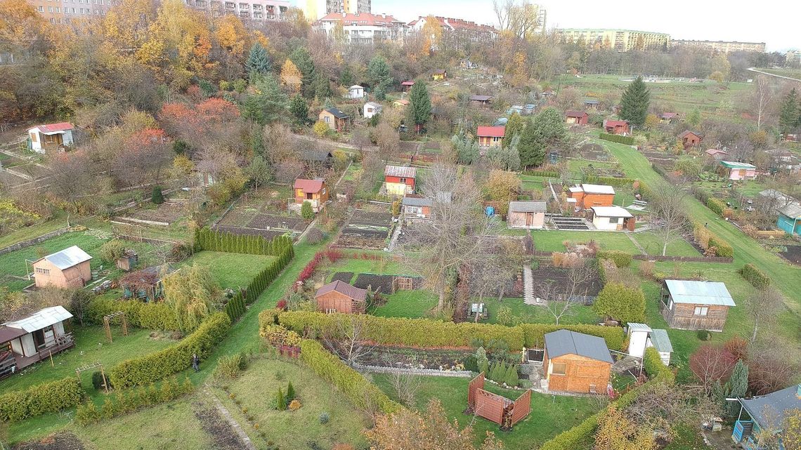 Lublin: Miasto chce rozpylić zapach niedźwiedzia na ogródkach działkowych Lublin: Miasto chce rozpylić zapach niedźwiedzia na ogródkach działkowych