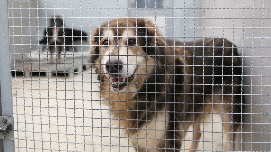 Lublin: Miasto nie pozwoliło na budowę spopielarni zwłok zwierzęcych