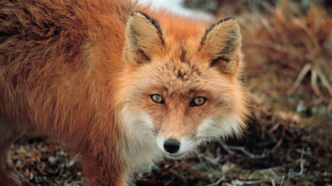 Lublin: Miasto szuka firmy, która poprowadzi pogotowie ds. dzikich zwierząt Lublin: Miasto szuka firmy, która poprowadzi pogotowie ds. dzikich zwierząt