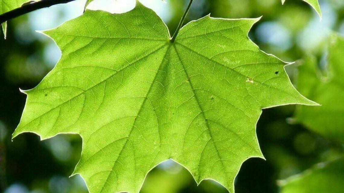 Lublin: Miasto zamawia setki drzew. Daje termin na ich posadzenie