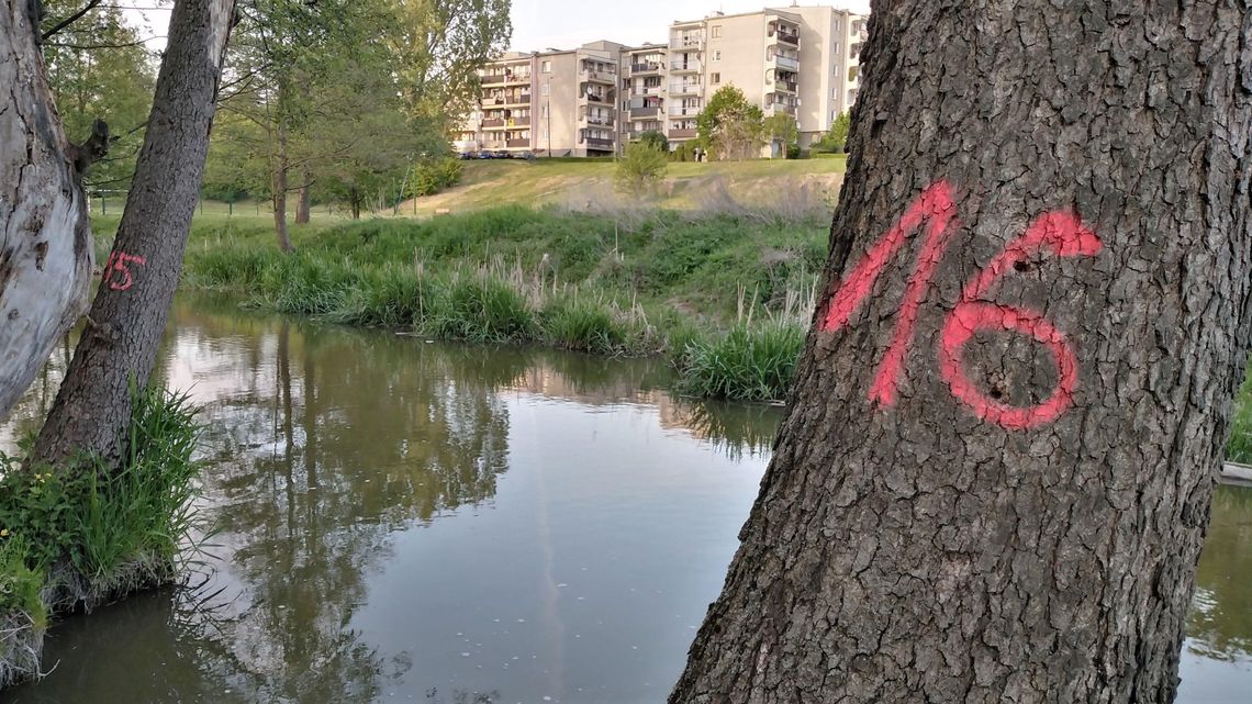 Lublin: Miasto zgadza się na wycinkę 63 drzew przy Bystrzycy. Planuje też park Lublin: Miasto zgadza się na wycinkę 63 drzew przy Bystrzycy. Planuje też park