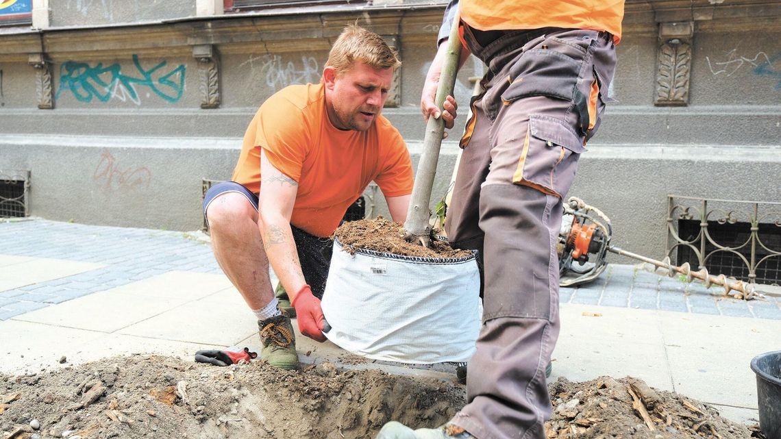 Lublin: Mieszkańcy wyprosili sobie drzewo