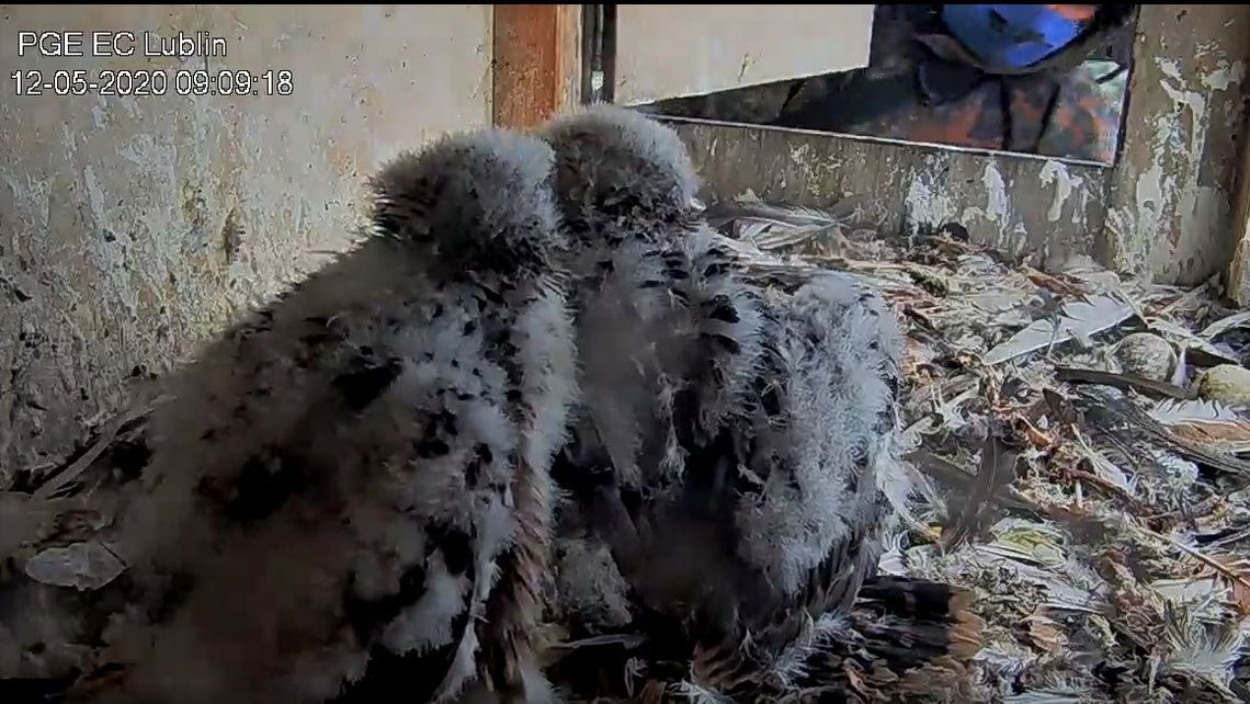 Lublin: Młode sokoły zabrane z gniazda na obrączkowanie [wideo]