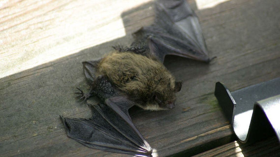 Lublin. Można przygarnąć nietoperza