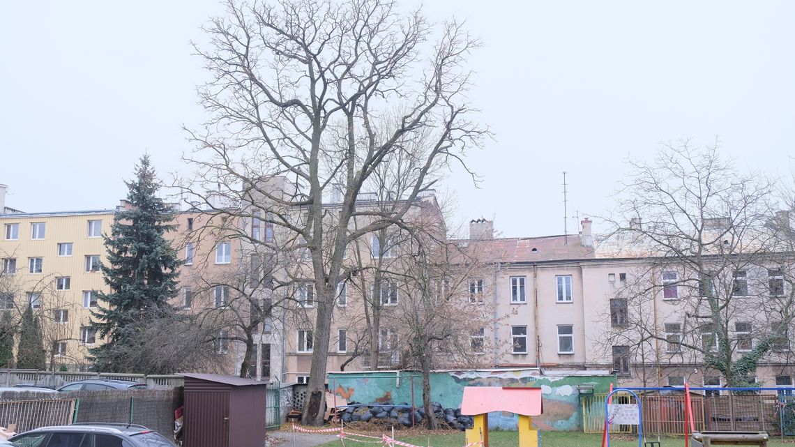 Lublin: Na tych drzewach pojawią się zielone tabliczki z godłem Polski. Jedno jest bardzo rzadkie Lublin: Na tych drzewach pojawią się zielone tabliczki z godłem Polski. Jedno jest bardzo rzadkie