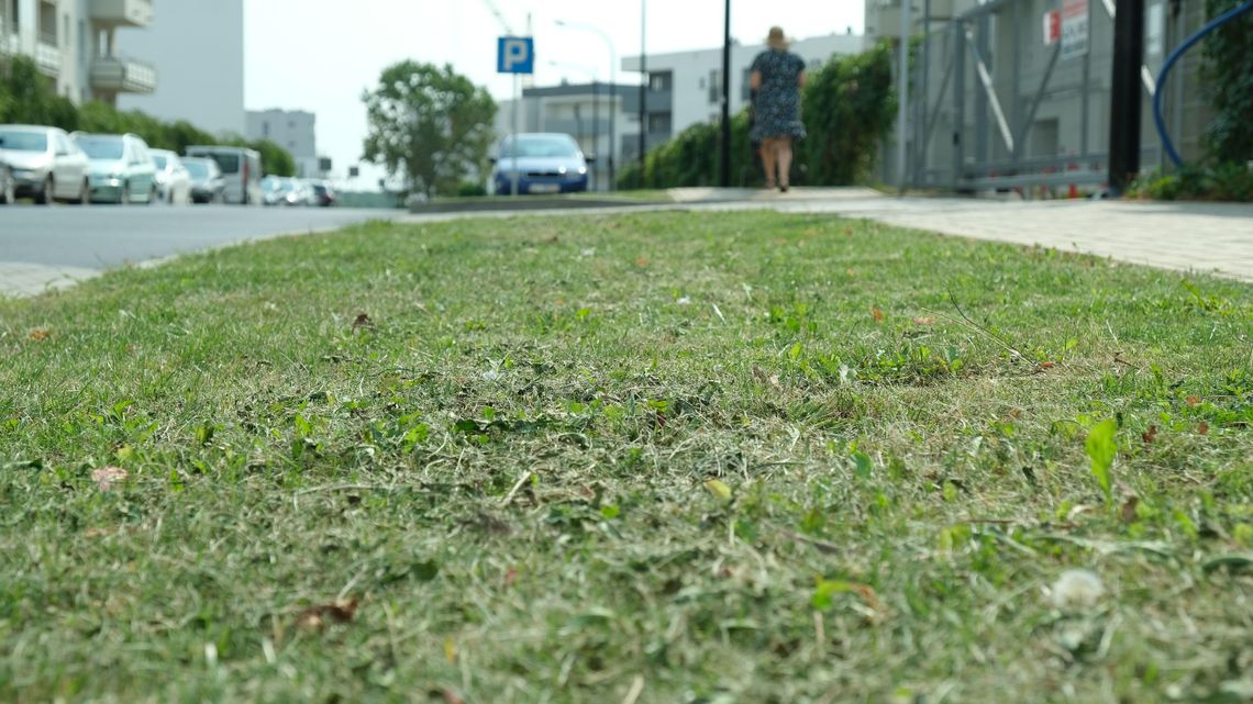 Lublin: Na tym osiedlu koszą trawę codziennie. "Działalność spółdzielni jest dla mnie niezrozumiała" Lublin: Na tym osiedlu koszą trawę codziennie. "Działalność spółdzielni jest dla mnie niezrozumiała"