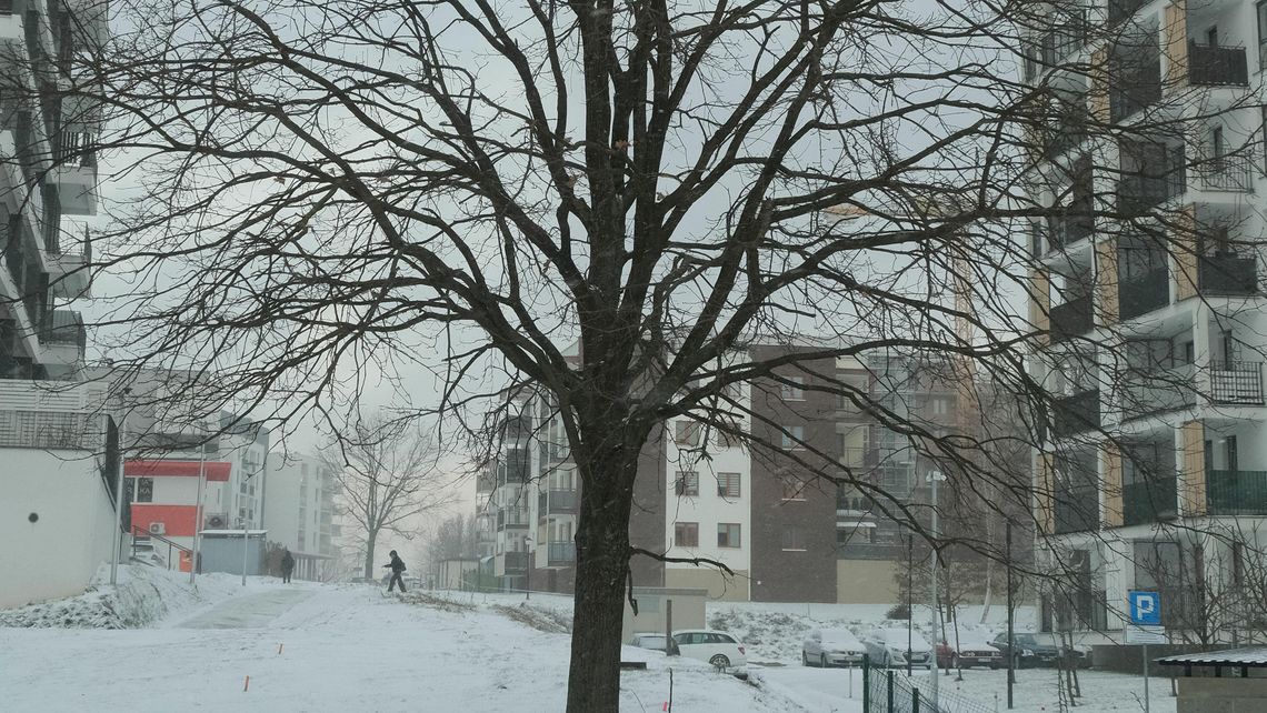 Lublin: Najpierw urzędnicy chcieli wyciąć dąb. Ale po krytyce zmieniają plany