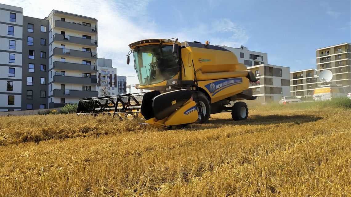 Lublin: Najsłynniejsze żniwa w mieście atrakcją dla mieszkańców i zagranicznych mediów [zdjęcia]