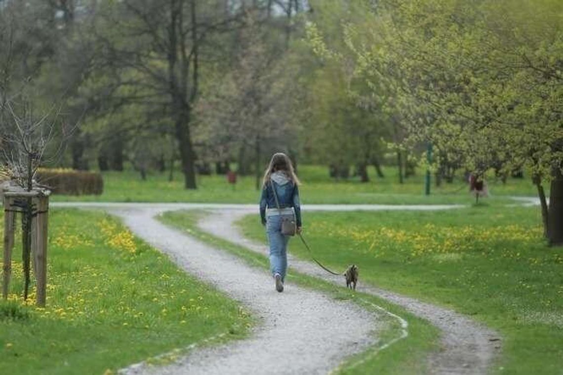 Lublin: Nie będą budować kosztem drzew w Parku Ludowym Lublin: Nie będą budować kosztem drzew w Parku Ludowym