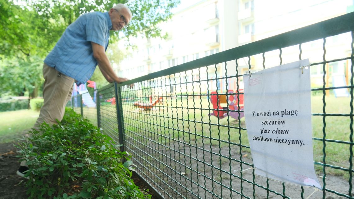 Lublin: Nie ma domków dla kotów, są szczury na placu zabaw. "Biegają wszędzie"