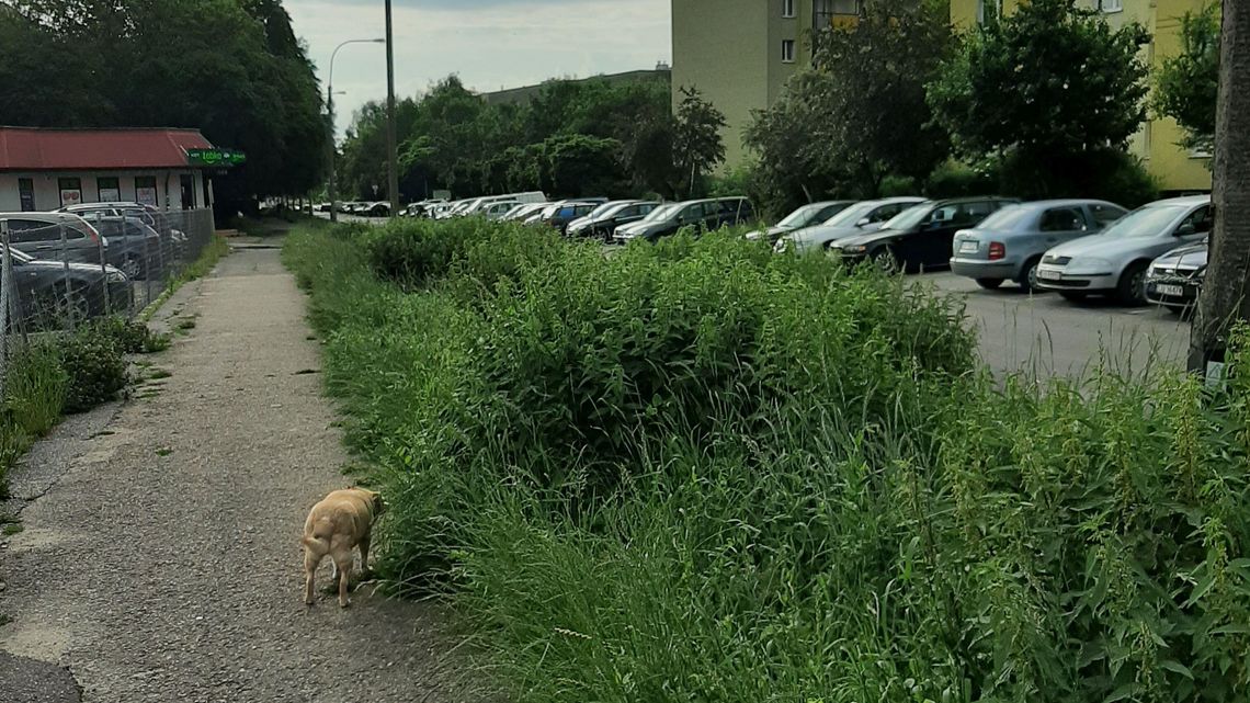 Lublin: Nie wszystkich zachwyca tak wysoka trawa Lublin: Nie wszystkich zachwyca tak wysoka trawa