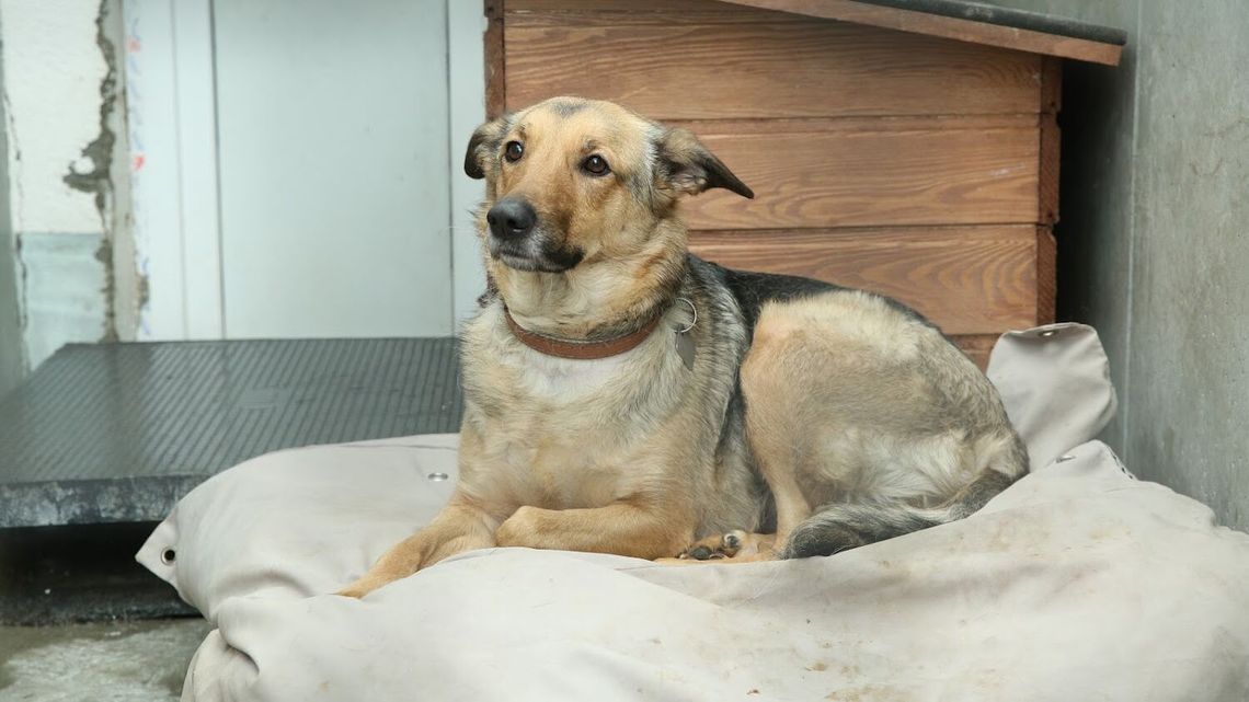 Lublin. Obecna ekipa zostaje w schronisku Lublin. Obecna ekipa zostaje w schronisku