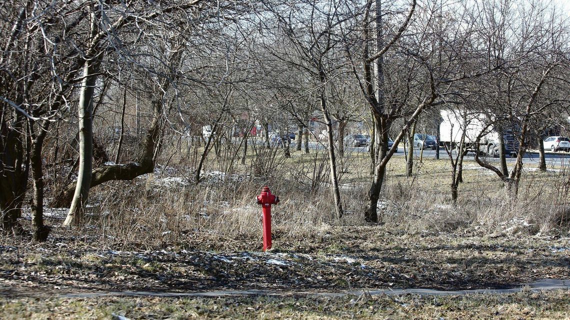 Lublin: Ochrona zieleni? Owszem, ale obok ktoś jeszcze zarobi na budowie mieszkań