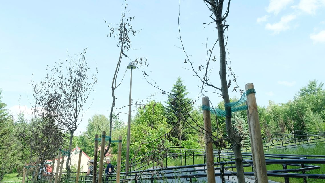 Lublin. Ogrodnicza katastrofa. Uschła większość posadzonych tu drzew Lublin. Ogrodnicza katastrofa. Uschła większość posadzonych tu drzew