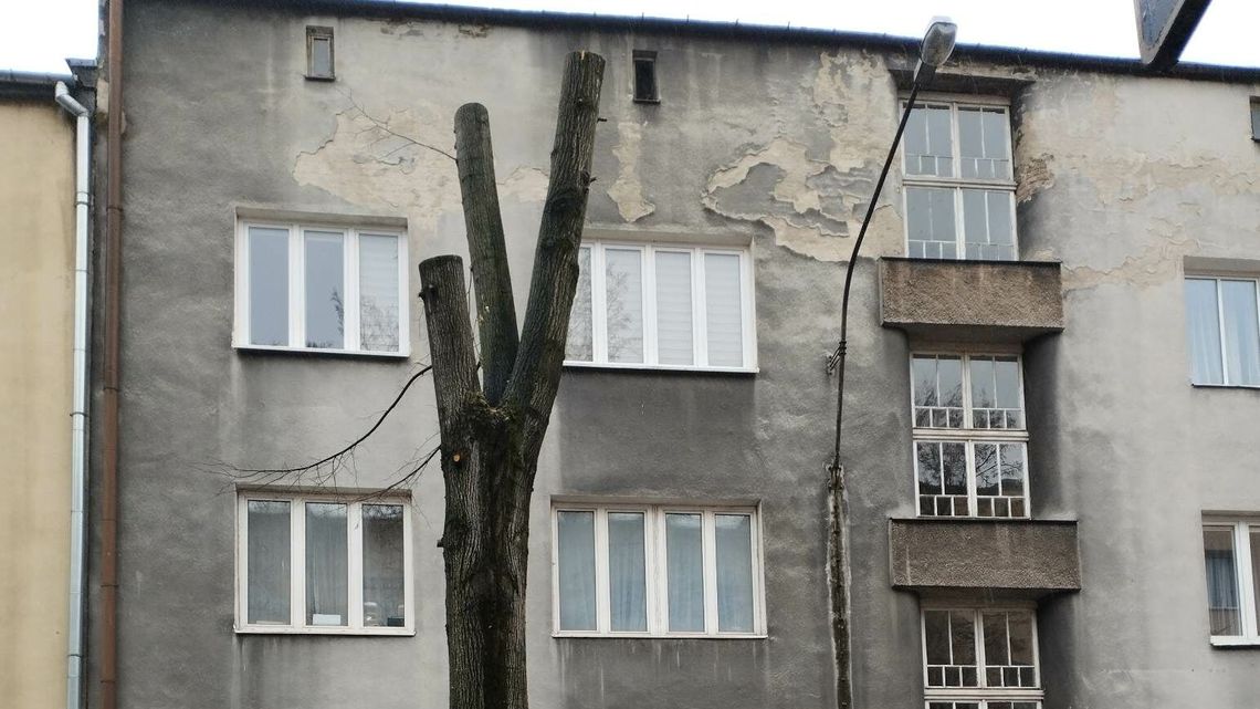 Lublin. Okazałej lipy nie udało się uratować