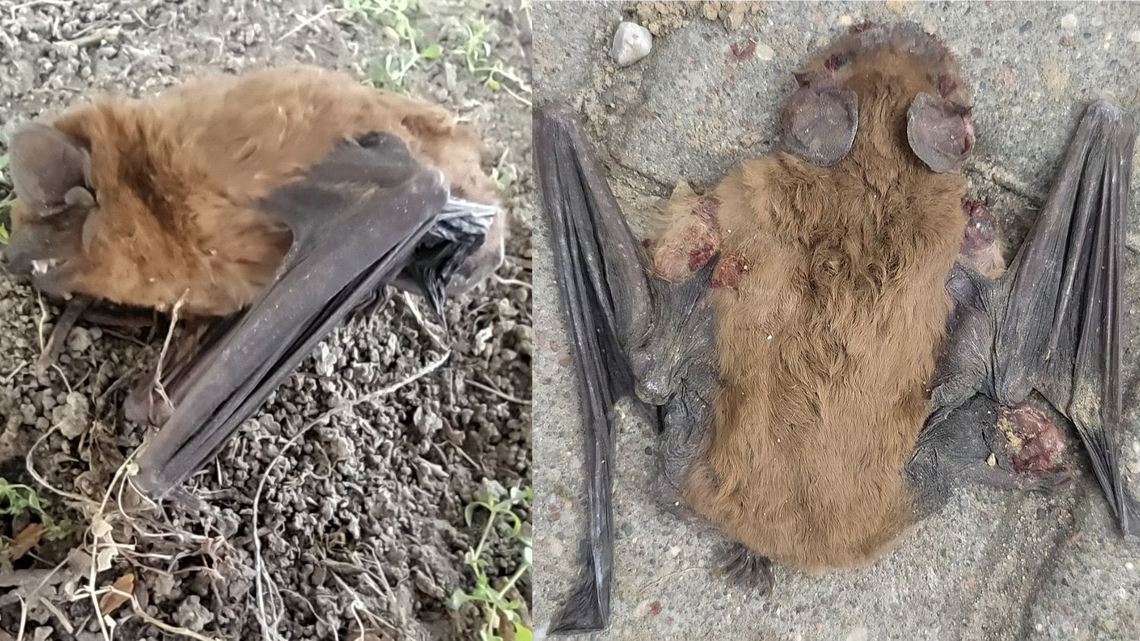 Lublin. Okolica usłana nietoperzami. Dlaczego tu umierają?