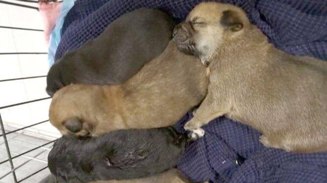 Lublin: Otruta przez człowieka suczka skonała w męczarniach. Zostawiła pięcioro szczeniąt