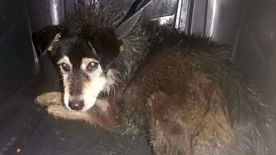 Lublin: Pies utknął w studzience kanalizacyjnej Lublin: Pies utknął w studzience kanalizacyjnej