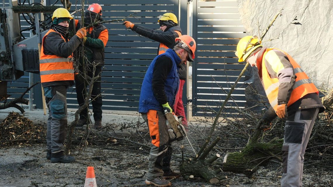 Lublin: Piły prą do przodu. Kolejne drzewo zniknęło z ulicy [zdjęcia]