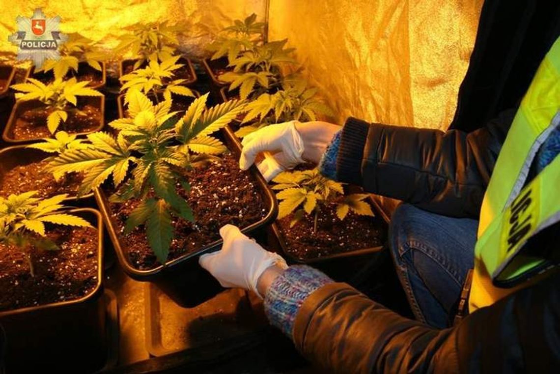 Lublin: Plantacja marihuany w domu na Sławinie