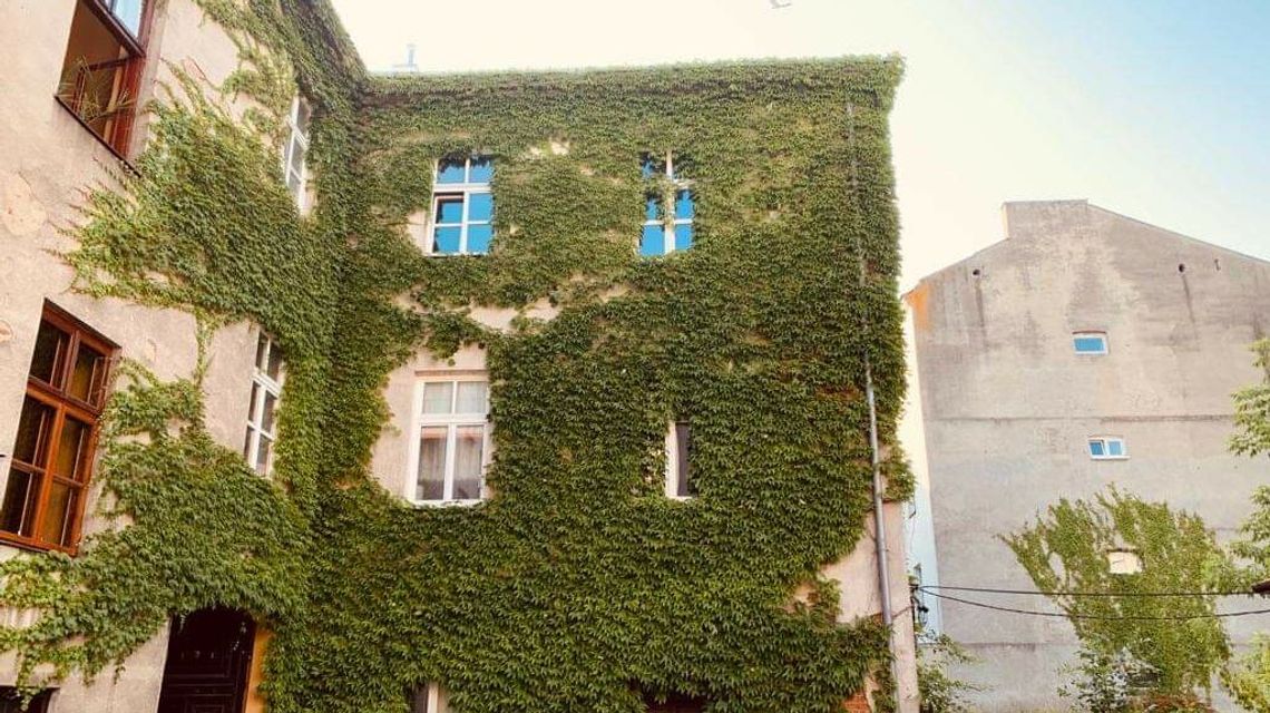 Lublin. Pnącza mają wkroczyć na mury Starego Miasta 