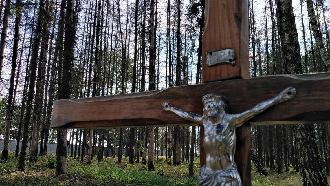 Lublin. Ponad 570 drzew do wycięcia w jednym miejscu