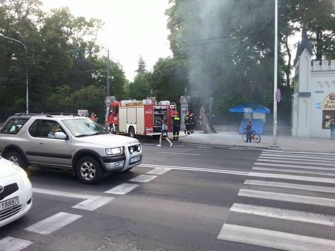 Lublin: Pożar drzewa przy wejściu do Ogrodu Saskiego. Ktoś je podpalił? Lublin: Pożar drzewa przy wejściu do Ogrodu Saskiego. Ktoś je podpalił?