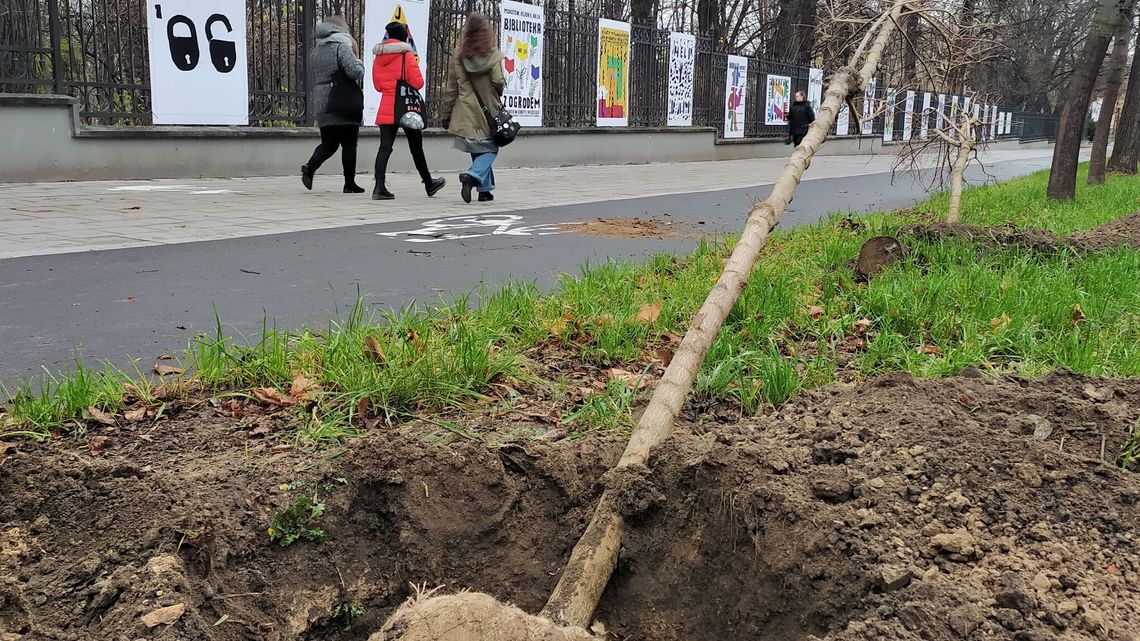 Lublin. Prawie co trzecie nowe drzewo w Alejach Racławickich obumarło