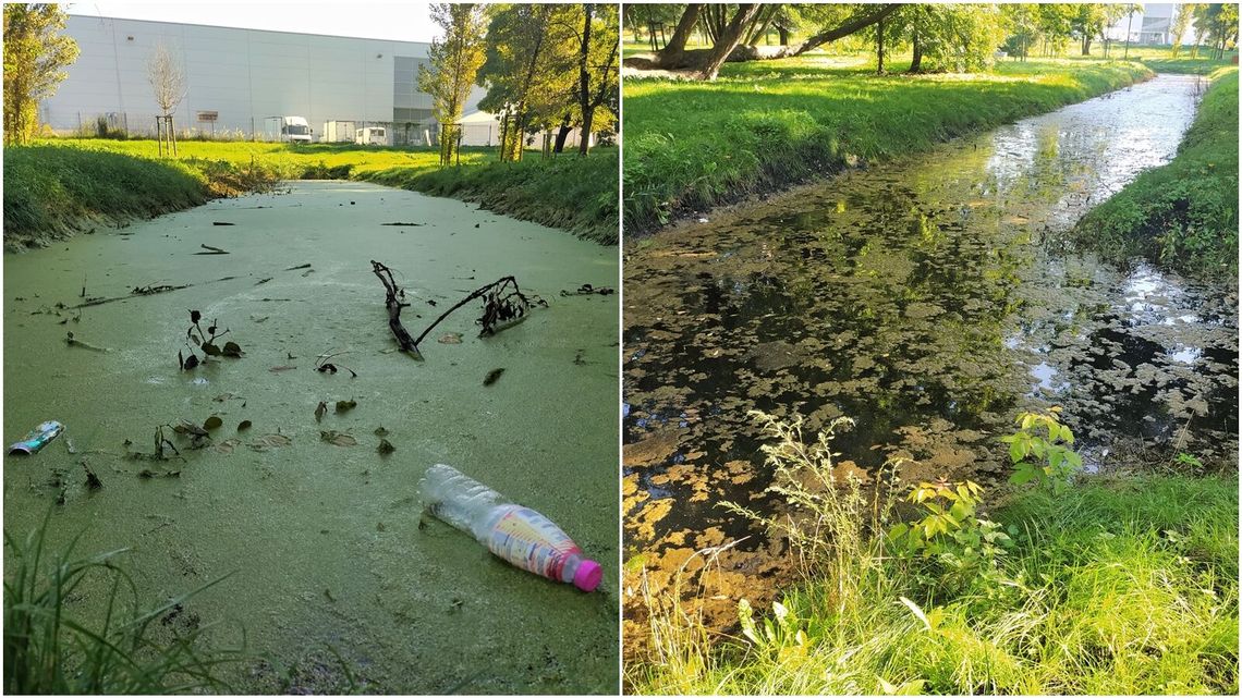 Lublin: Problem z odwodnieniem parku. Ratusz tłumaczy, że to przez bobry