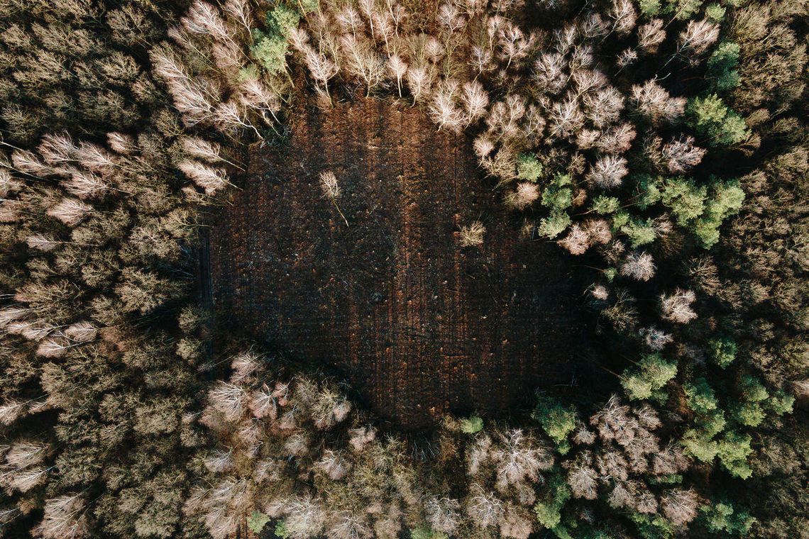 Lublin: Proszą o zwołanie "okrągłego stołu" w sprawie Starego Gaju Lublin: Proszą o zwołanie "okrągłego stołu" w sprawie Starego Gaju