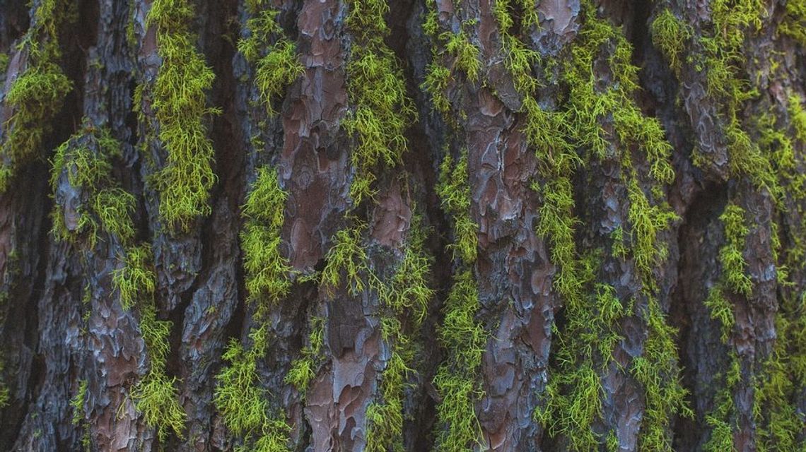 Lublin: Przy al. Solidarności przybędzie zieleni