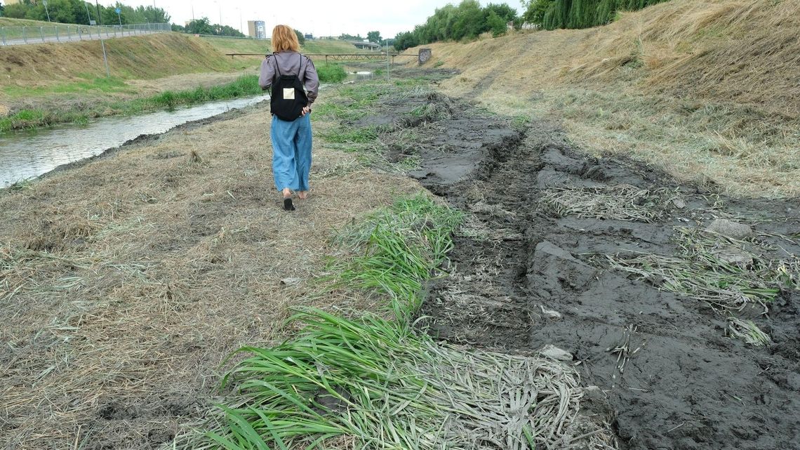 Lublin: Przy Bystrzycy zrobiło się łyso. Wycięli całą roślinność. "Była domem dla wielu gatunków" Lublin: Przy Bystrzycy zrobiło się łyso. Wycięli całą roślinność. "Była domem dla wielu gatunków"