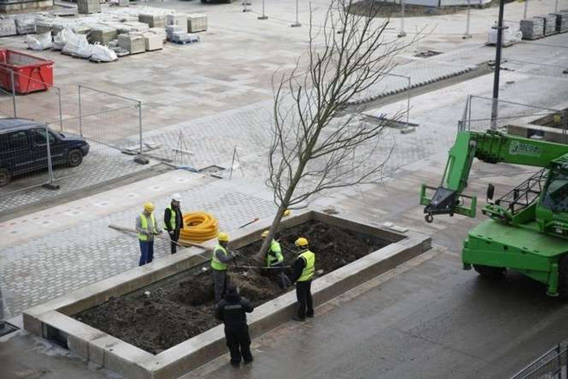 Lublin: Przyjechały drzewa na nowy deptak Lublin: Przyjechały drzewa na nowy deptak