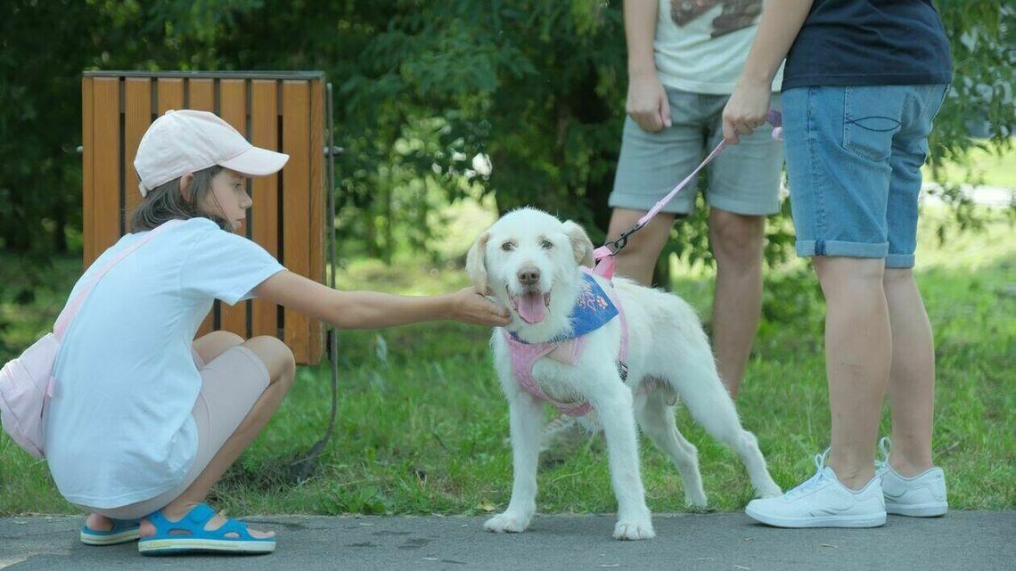 Lublin: Psiaki ze schroniska miały frajdę! Poszły na dłuuugi spacer Lublin: Psiaki ze schroniska miały frajdę! Poszły na dłuuugi spacer