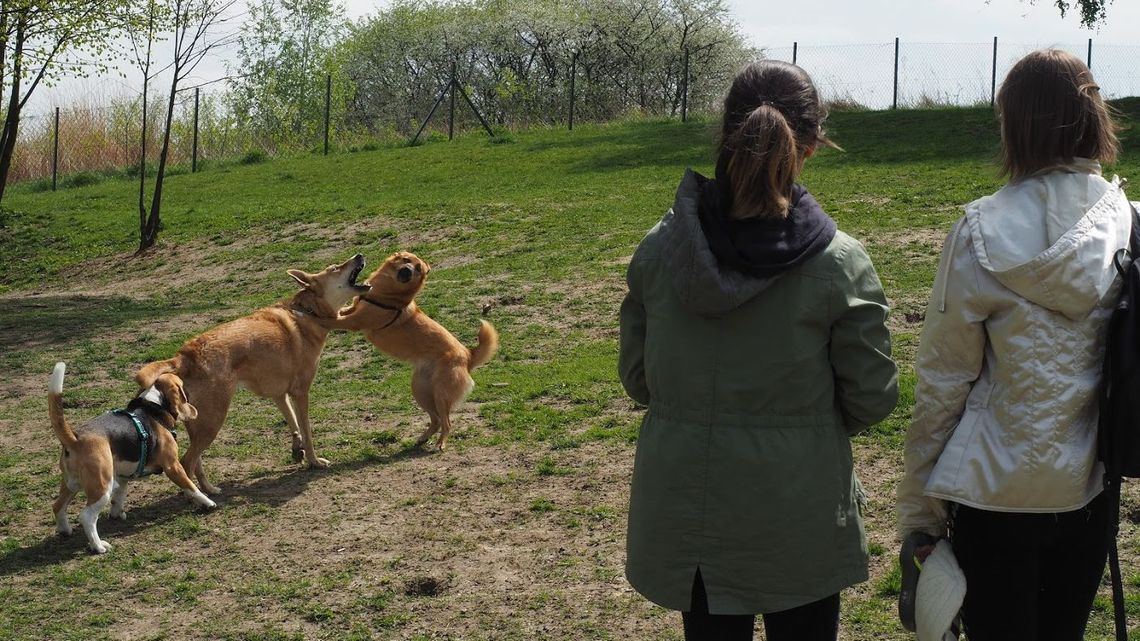Lublin: Psy dostaną nowe wybiegi, a w nich tunele, obręcze i inne psie cuda