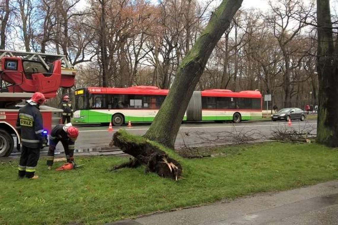 Lublin: Racławickie sparaliżowane, wichura przewróciła drzewo