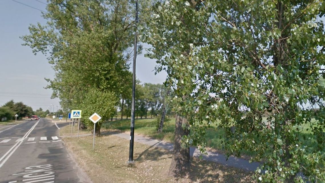 Lublin: Radny prosi o wycinkę suchych drzew przy ul. Krężnickiej