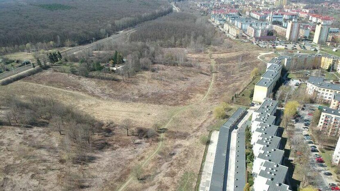 Lublin. Ratusz gra na zwłokę, chcąc ocalić zieleń