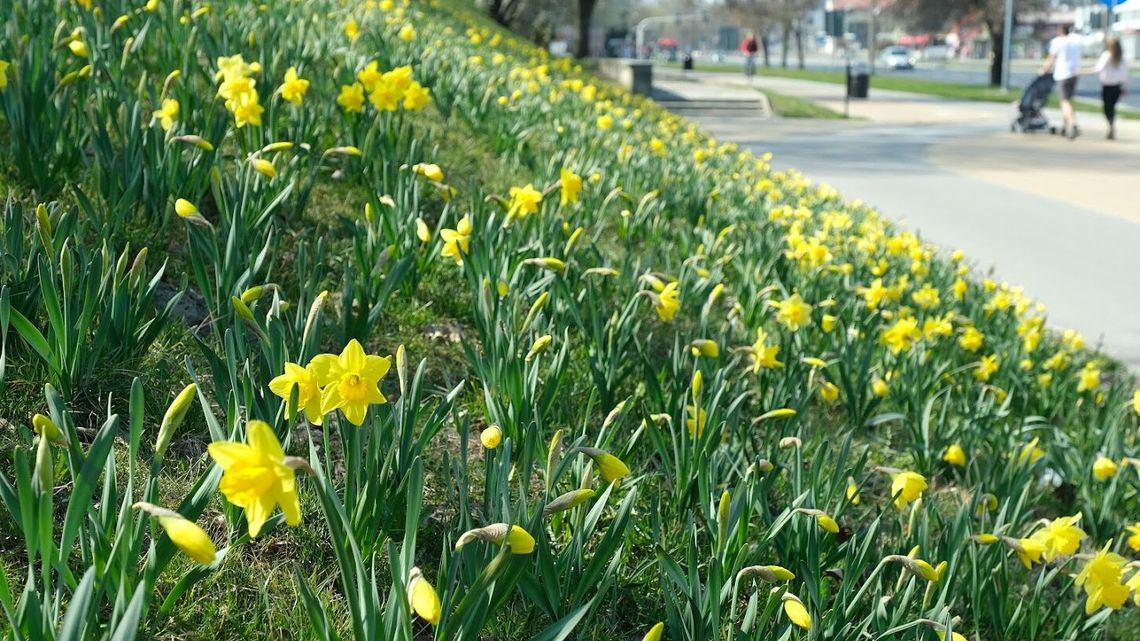 Lublin: Ratusz zapyta mieszkańców o zdanie. Chodzi o "zielony budżet" Lublin: Ratusz zapyta mieszkańców o zdanie. Chodzi o "zielony budżet"