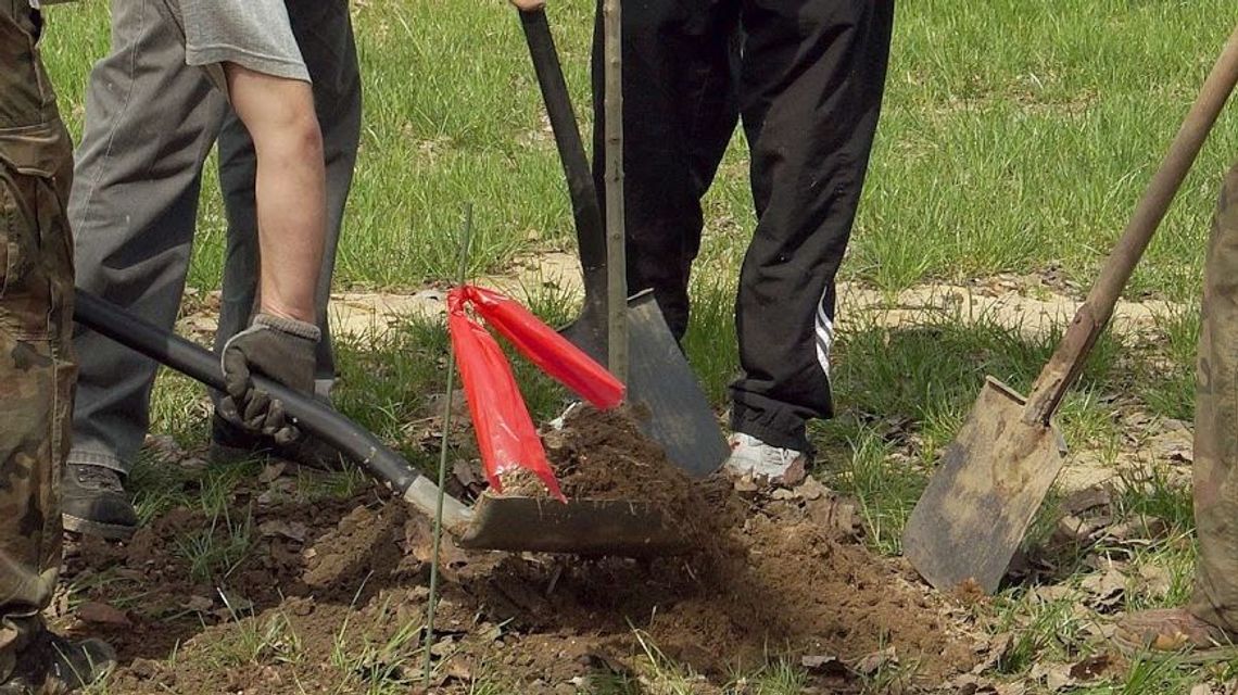 Lublin: Rodzice posadzą drzewa, na każdym będzie tabliczka z imieniem dziecka