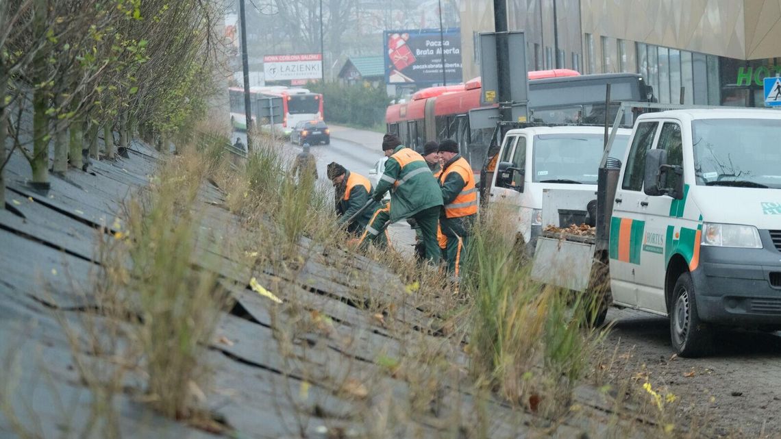 Lublin. Rośliny nie podjęły wegetacji. Wymiana róż na jałowce