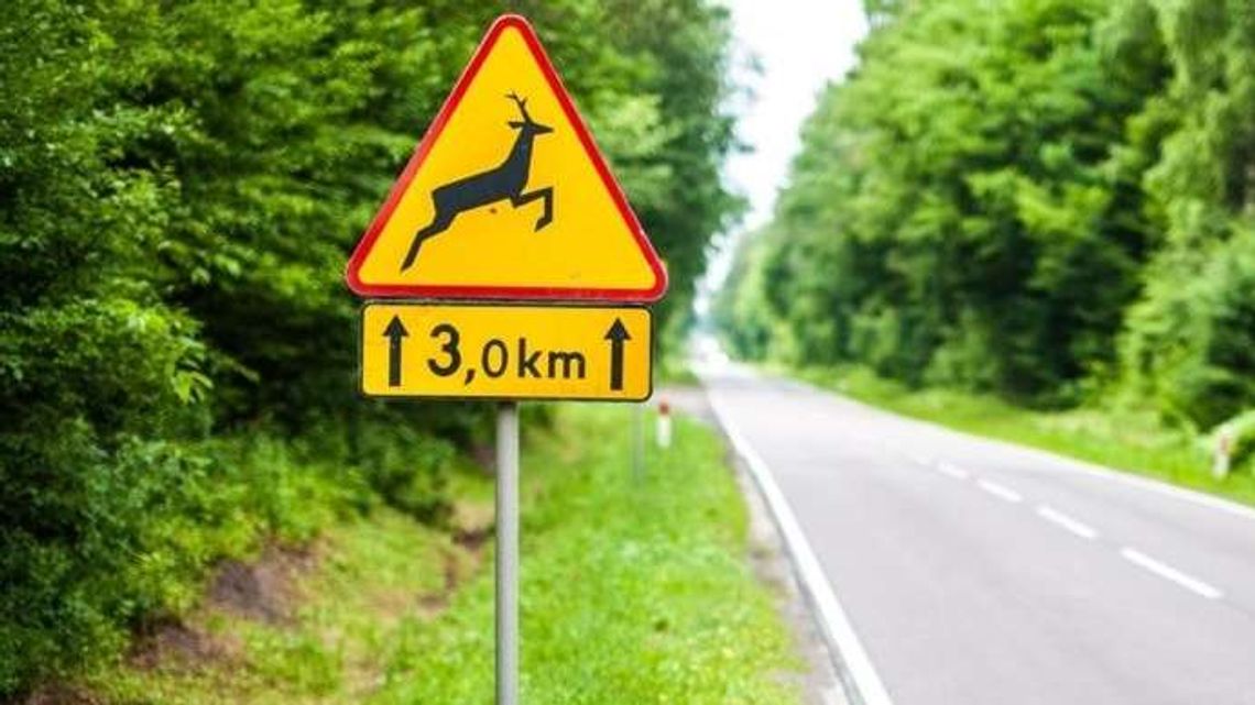 Lublin: Rowerzysta zderzył się z sarną. Trafił do szpitala