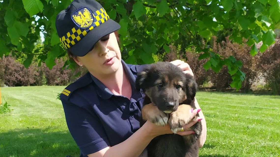 Lublin. Rozpaczliwe piski dochodziły z zarośli. Przechodzień chwycił za telefon