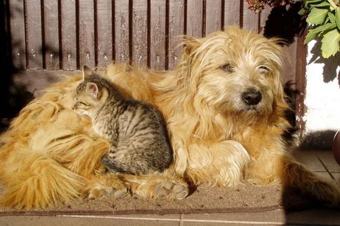 Lublin: Ruszyła sterylizacja, kastracja i znakowanie psów i kotów