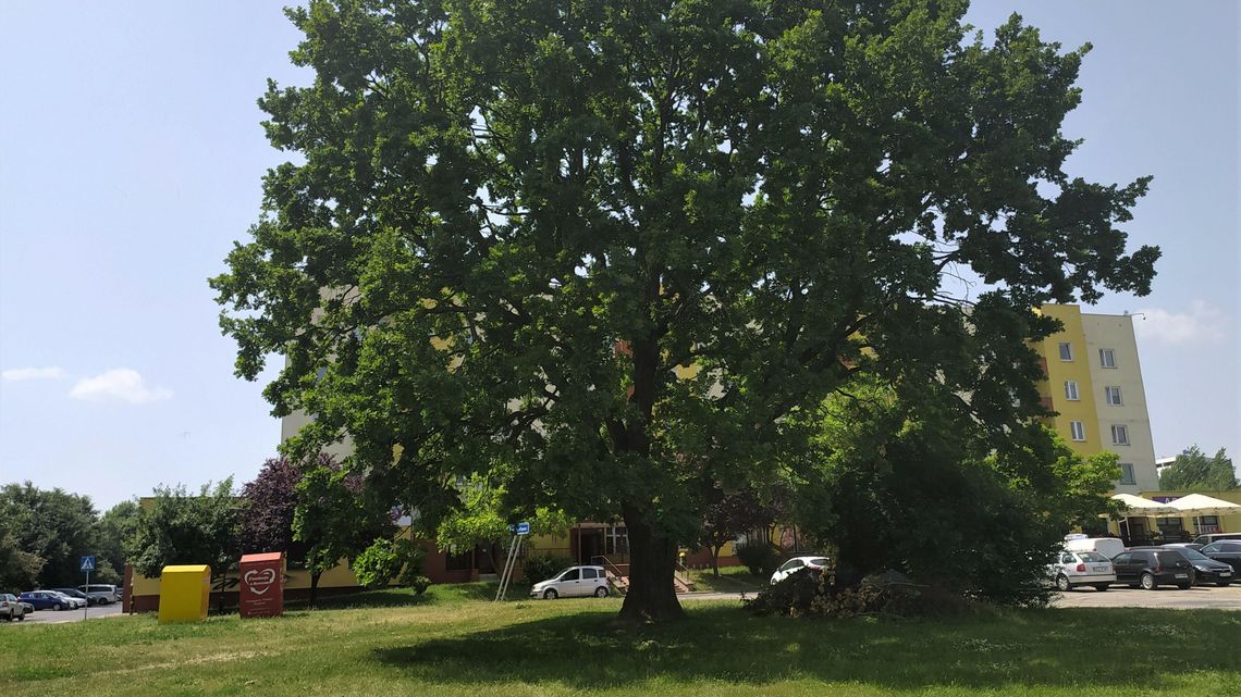 Lublin. Sąsiedzi w obronie starego dębu. Właściciel chce budować blok, miasto zgodziło się na wycinkę