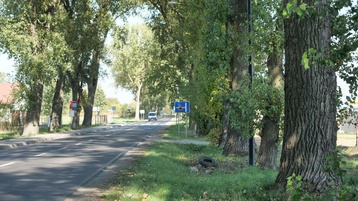 Lublin: Setki drzew do wycinki? To przy tej ulicy topola przewróciła się na samochód