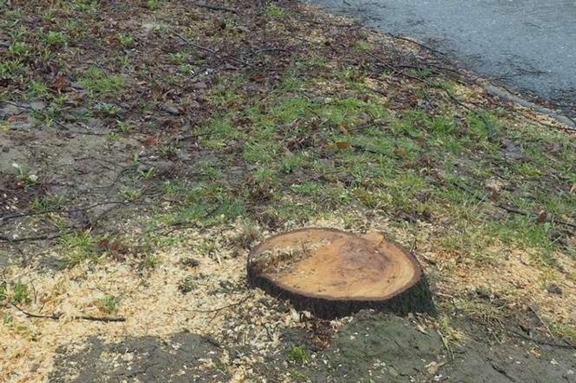 Lublin: SM Czechów planuje wycinkę 22 drzew Lublin: SM Czechów planuje wycinkę 22 drzew