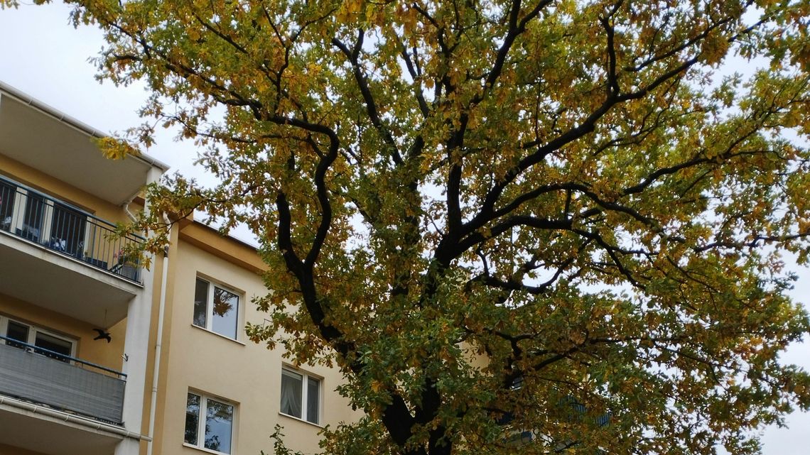 Lublin. Spółdzielnia chce wyciąć 18-metrowy dąb. Jest decyzja urzędu