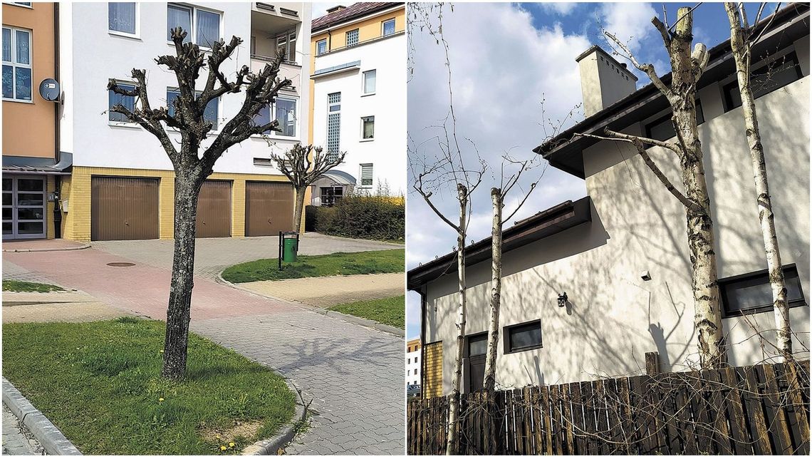 Lublin: spółdzielnia może zostać ukarana za zniszczenie drzew