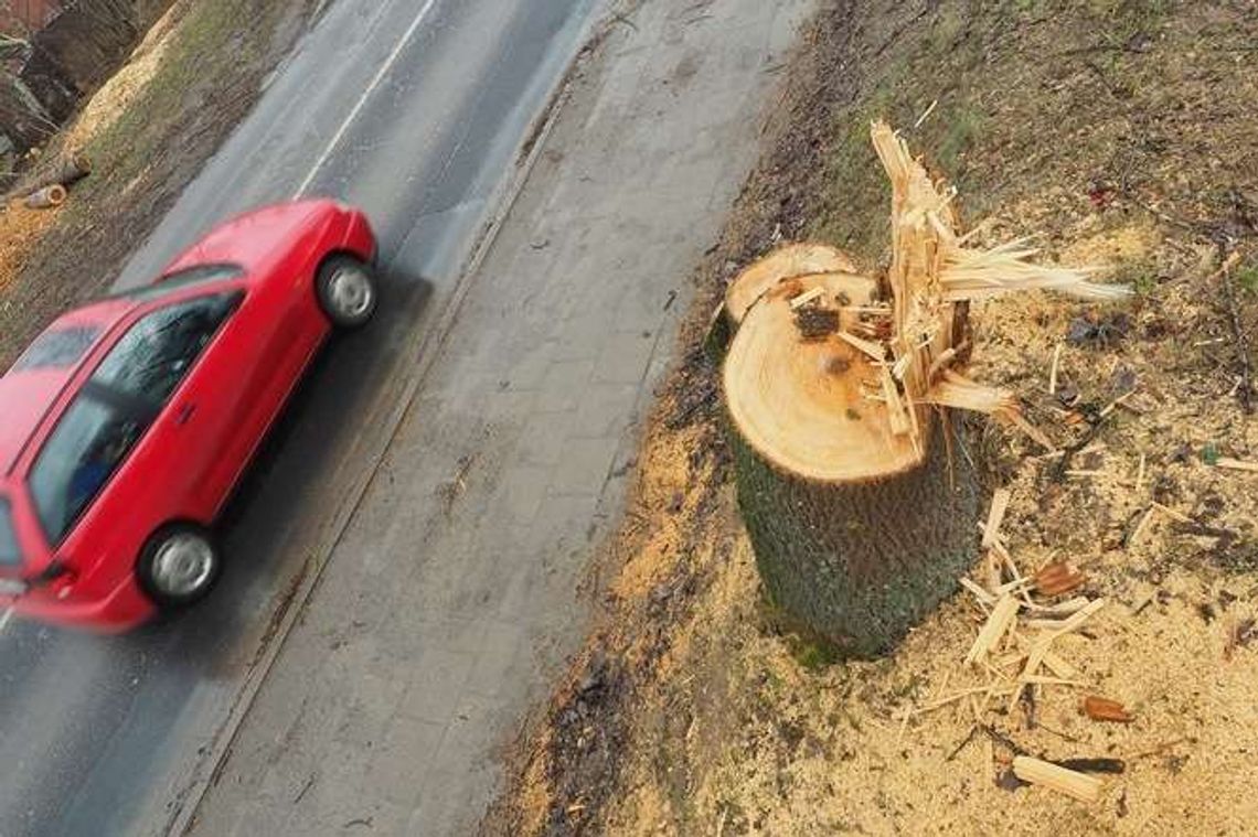 Lublin: Spółdzielnie chcą wycinać drzewa Lublin: Spółdzielnie chcą wycinać drzewa